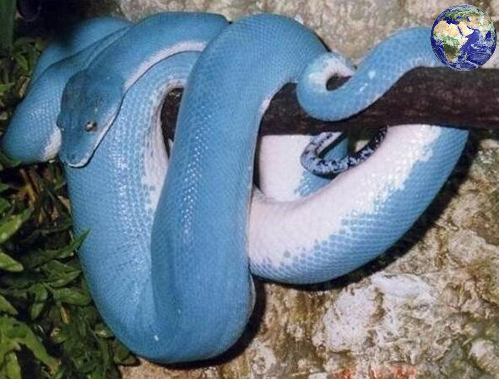 世界上最珍贵的蟒蛇,万中无一,每条价值50万美元 