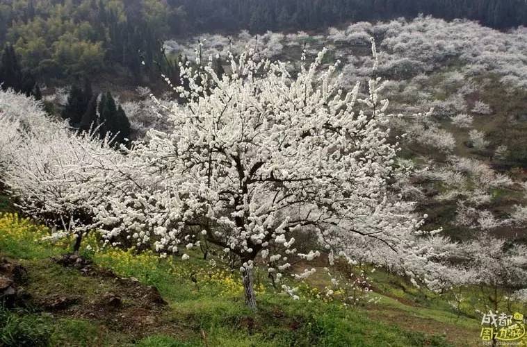 3月李花开,李花怒放时,洁白素雅的李花缀满枝间,清香扑鼻,如雪如霜.