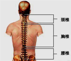 睡前"滚一滚,改善你的颈椎,胸椎,腰椎问题