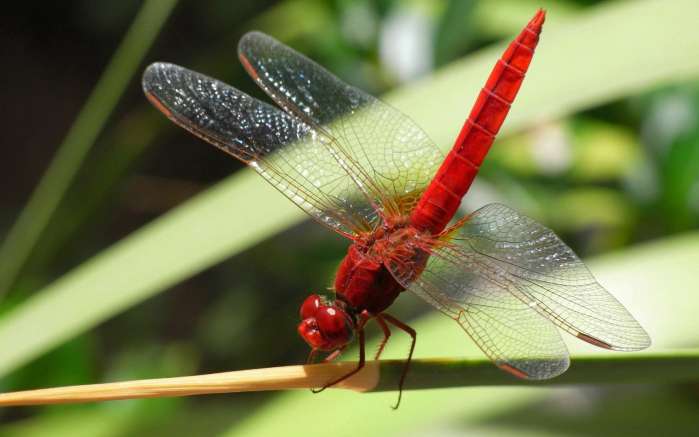 史前最大的蜻蜓 让现代的蜻蜓汗颜