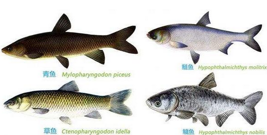 看图识鱼教你区分各种相似的鱼你还怕分不清吗