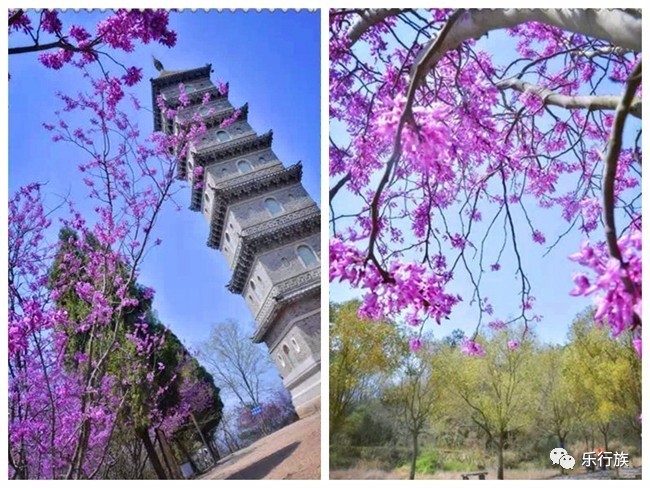 【乐行族|休闲】3月18日&19日 赤城山紫荆花开,国清寺油菜花田!一日游