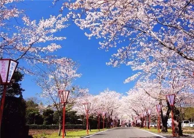 你说要永远芬芳 我许你十里樱花