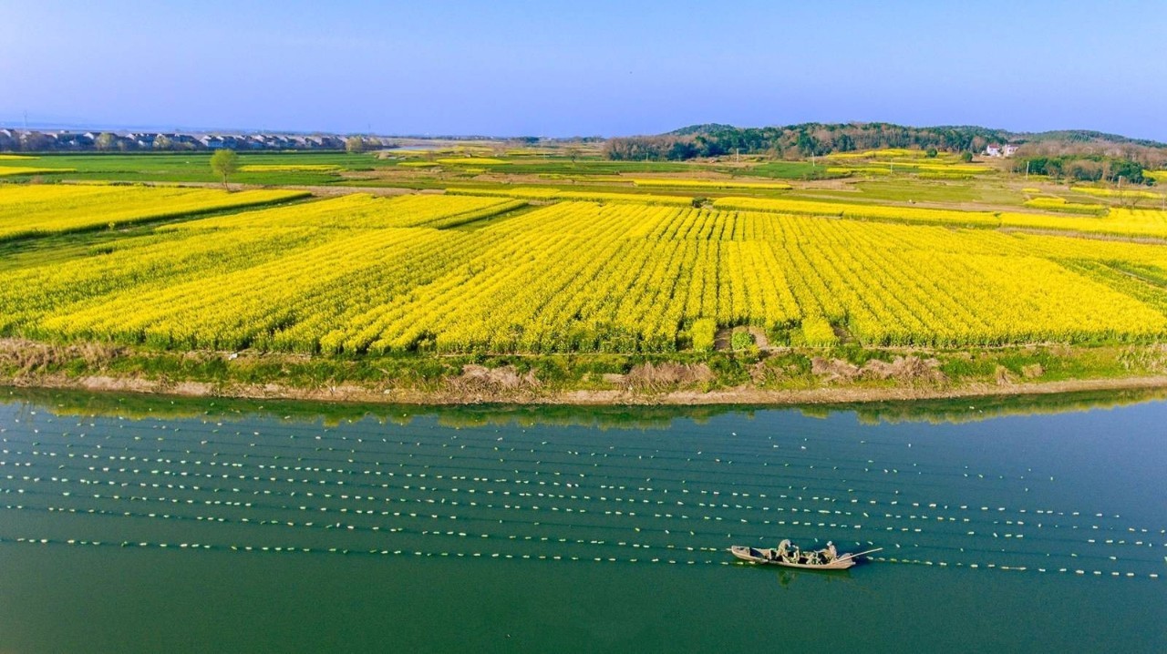 地址:安庆市望江县沿江油菜花观赏点 自驾路线:从合肥自驾至安庆望江