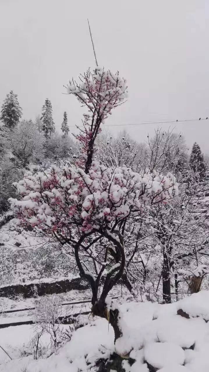 【诗词宜昌】你看过这么多雪景,但宜昌最新最全的春雪