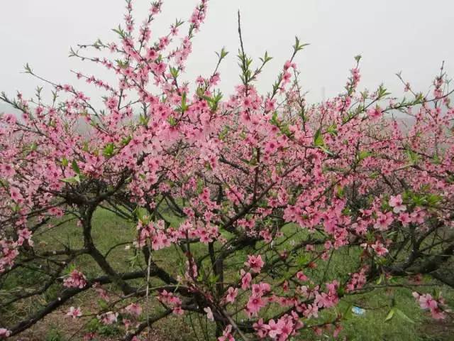 枝江安福寺共1000多亩三万多棵桃花,是春游踏青好去处. 乘车指南