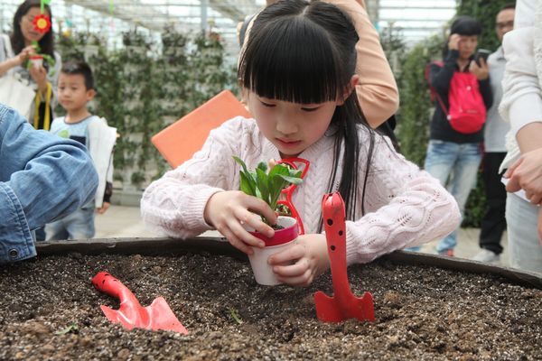 盆栽种植