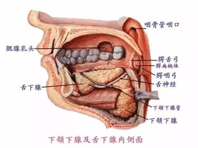 唾液腺腺泡细胞癌的病理诊断依据是 a.瘤细胞胞质含有