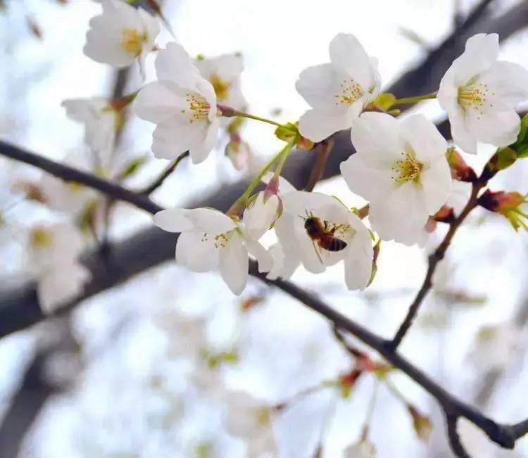 许昌学院樱花季,校园美女邂逅时