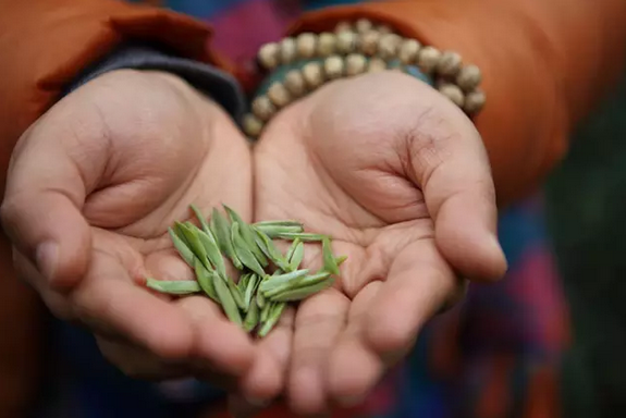 布朗山大班章茶区拉祜族的传统饮茶方式