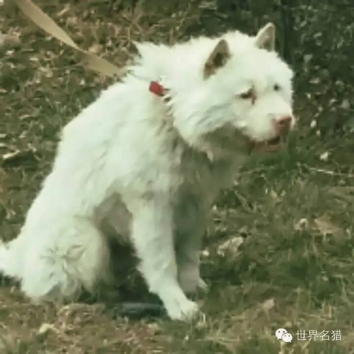 中外猎犬欣赏