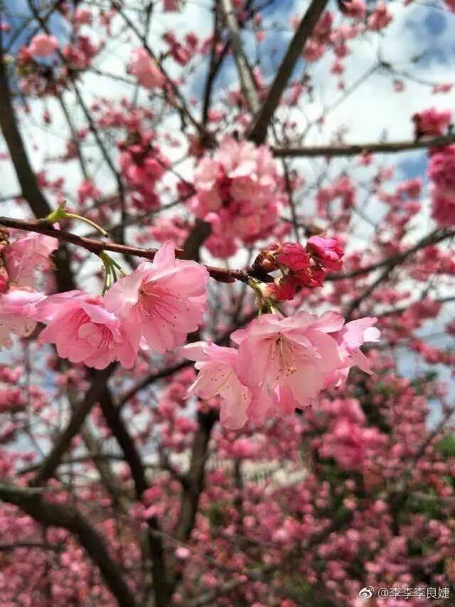 云南财经大学云南中医学院云南艺术学院世上"校花"千千万我家"校花"颜