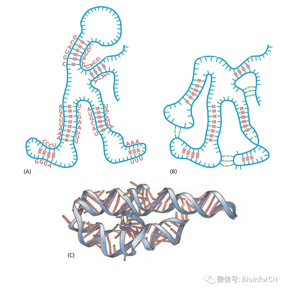 艺术细胞#妙笔生化#单链rna分子《细胞的分子生物学》6th p2c6)