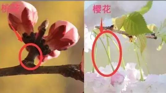 如果花梗明显有或较长,那么可能是樱花,紫叶李,梨花,西府海棠和垂