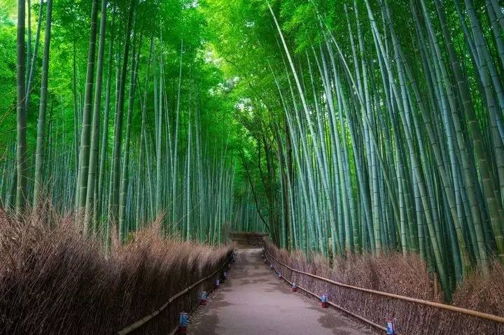 嵯峨野 竹林道