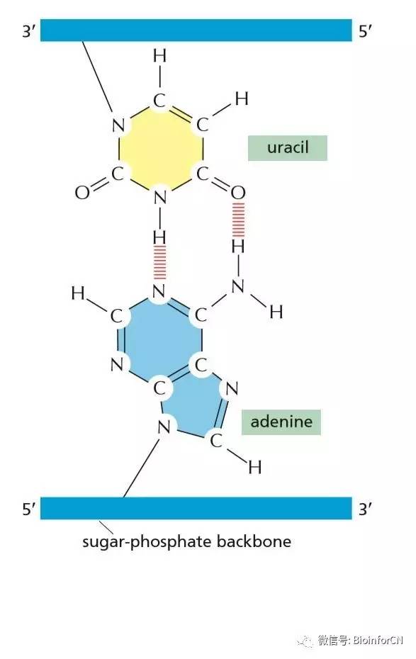 艺术细胞##妙笔生化#单链rna分子(《细胞的分子生物学》6th p2c6)