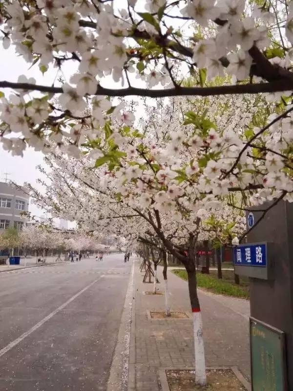 许昌学院樱花季,校园美女邂逅时