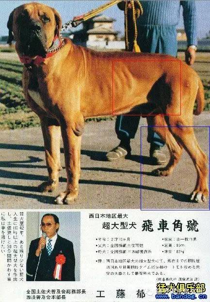 全日本土佐犬全集大鑑-