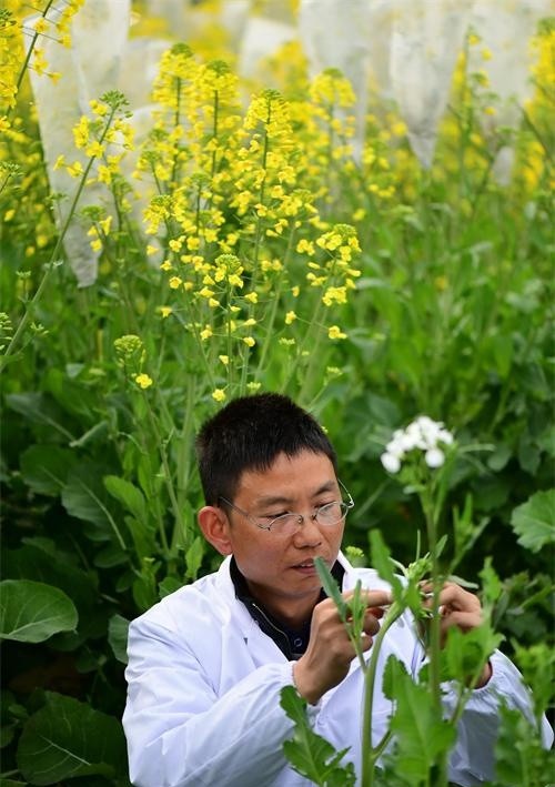 江西南昌开出彩色油菜花