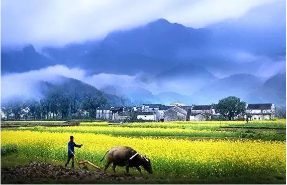 再加上遍地金黄的油菜花,俨然一幅流动的青山水墨画