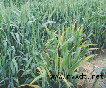 其它 正文  小麦黄矮病属病毒病又名黄叶病,小麦黄叶病主要表现在叶尖
