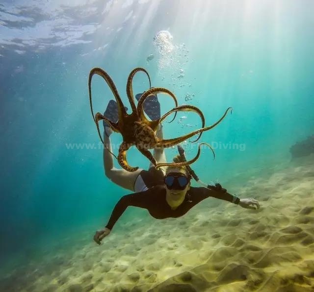 水中求婚？夏威夷冒险旅行家创意水下人像
