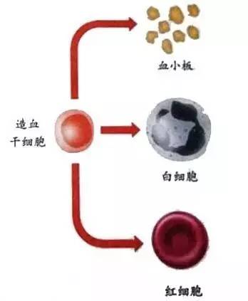 这些造血干细胞能分化成红细胞,白细胞和血小板.