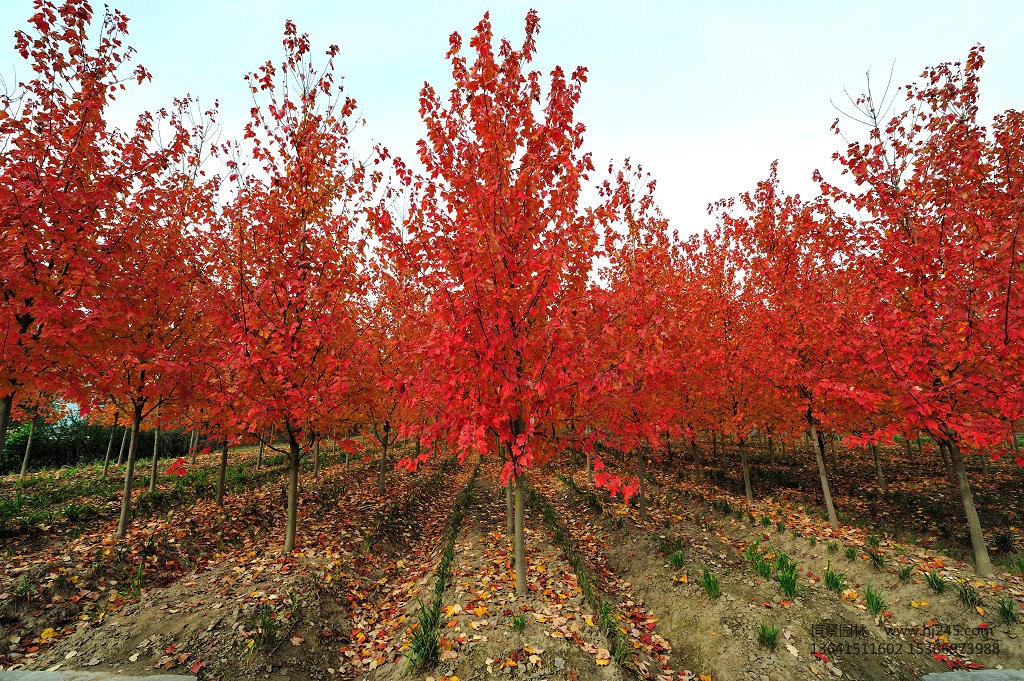 美国红枫几大主要品种特点分析 