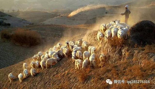 摄影图集:陕北记忆,粗犷苍凉的旷世原野