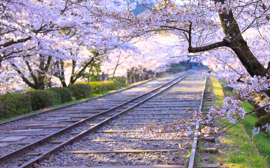 当樱花满开时,四月的京都到底能美成什么样?
