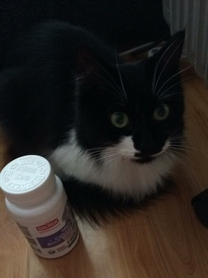 猫咪需不需要补充钙质?猫咪可以吃高钙片吗?