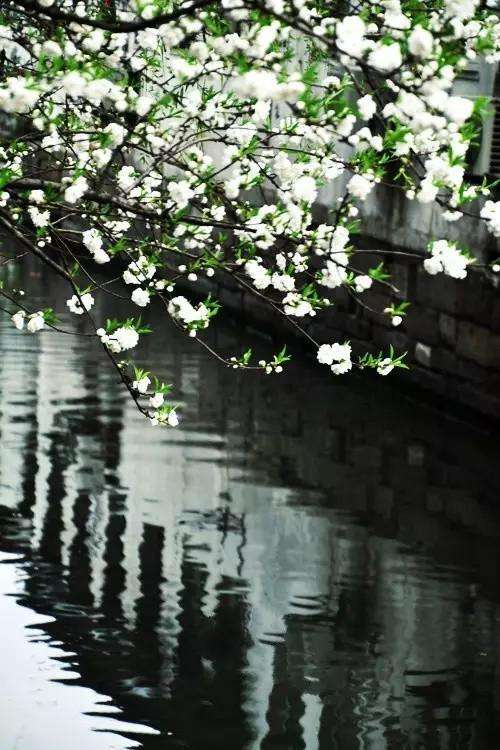 是樱花飘落的古镇小巷 唯美诗意又不乏温柔 三月的江南 是岸边迎风