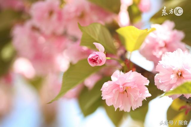 3月16日，四川金堂国际美食节盛大开幕啦~