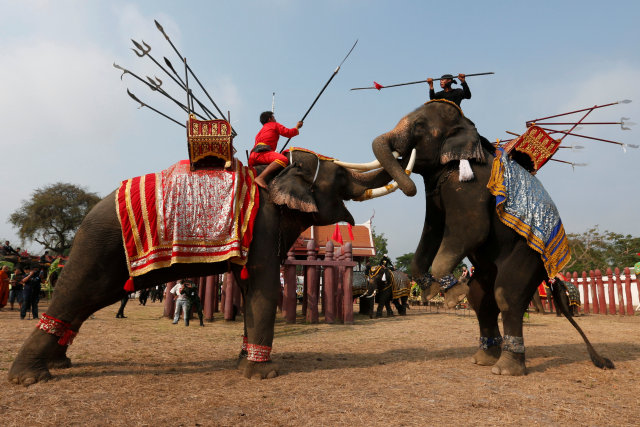 世界上有多少个国家有资格举办大象节