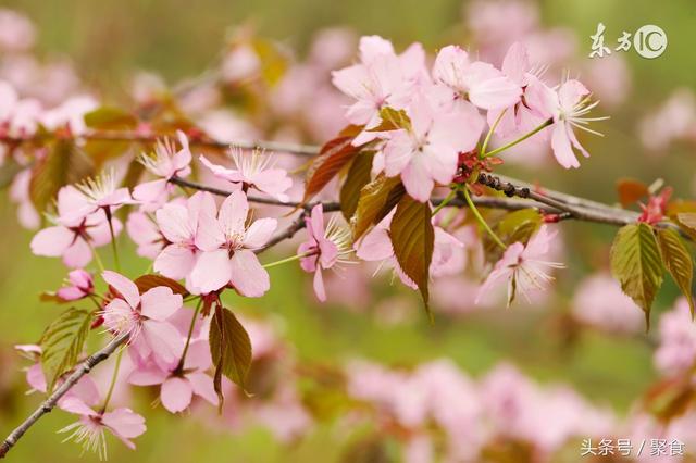 3月16日，四川金堂国际美食节盛大开幕啦~