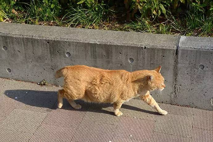 退休白领的「流浪猫街拍计划」,全东京最会摆pose的猫都在这里了!