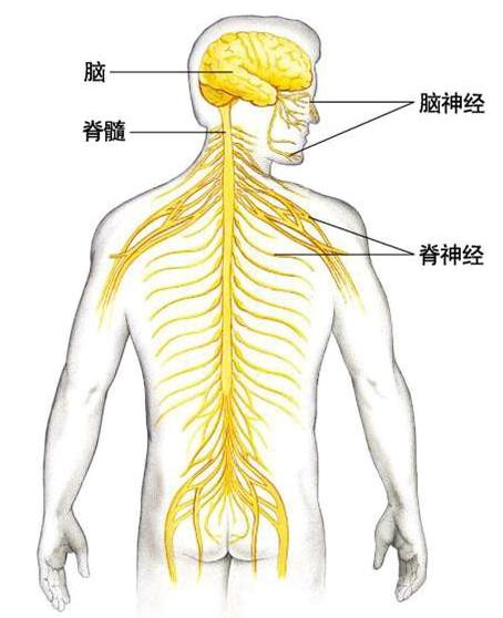 人体的运动和感觉都是由神经系统来支配的,人体的大脑向下延伸为脊髓