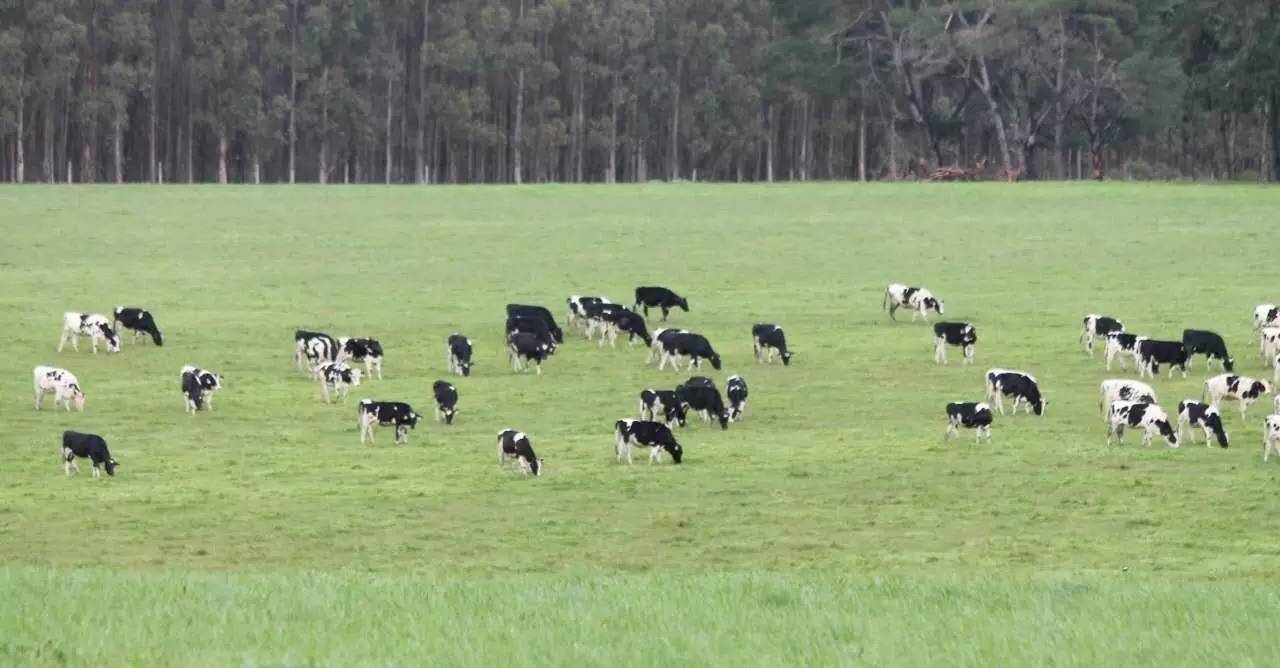 澳大利亚畜牧业发达,奶牛体型较大,结构匀称,乳房发达且结构良好