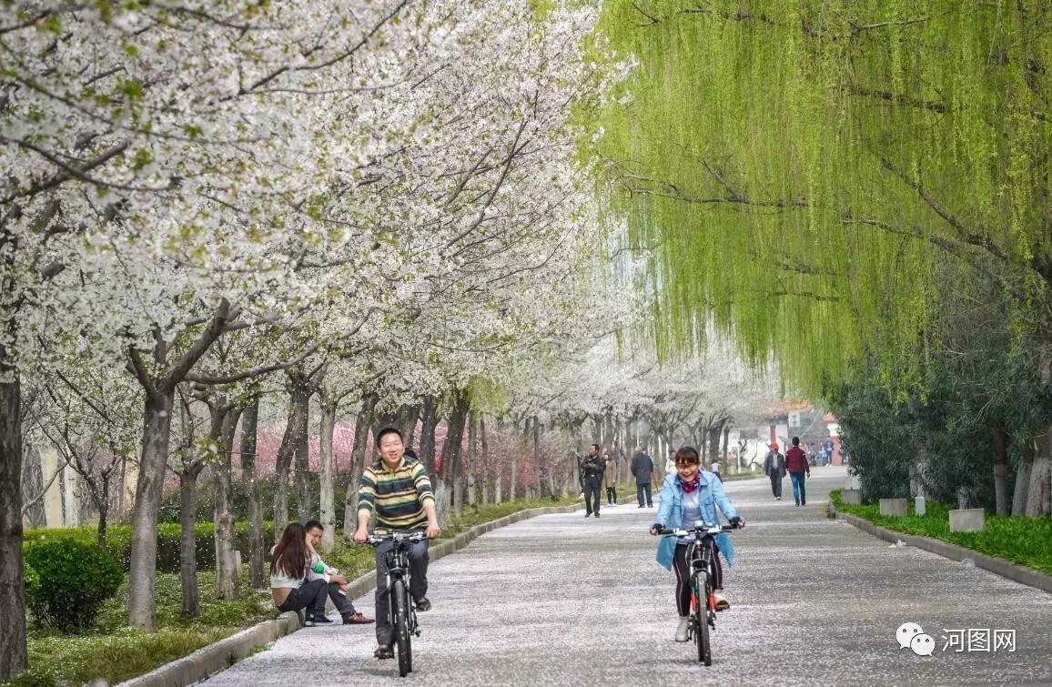 头顶有阳光与蓝天          再过几天 洛浦公园的樱花就要开