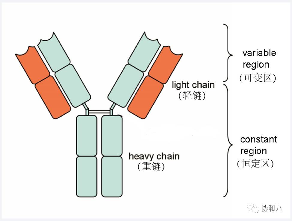 健康 正文  抗体结构示意图(来源:网络,作者改编)