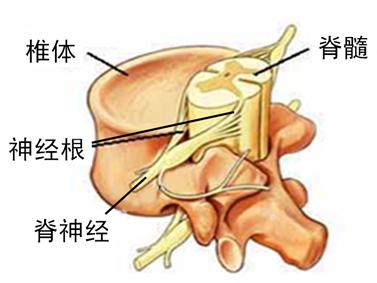 腰部的脊髓和神经根主要支配腰以及腰以下部位直至脚趾.