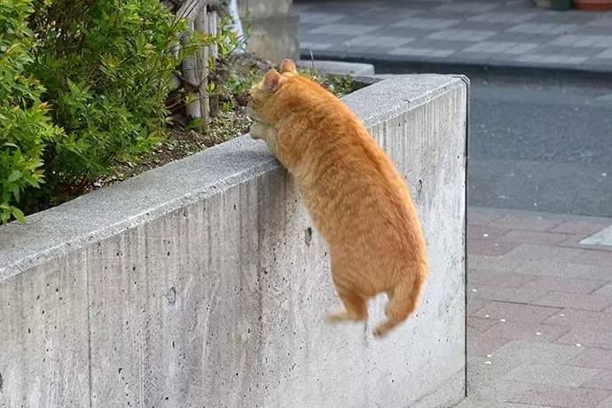 退休白领的「流浪猫街拍计划」,全东京最会摆pose的猫都在这里了!