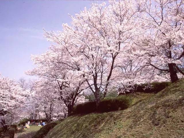 日本47个都道府县,每一处都有一个赏樱的最佳