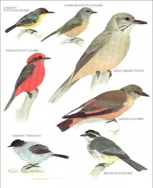 素材丨鸟类图鉴