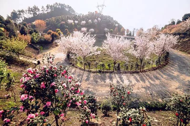 珙县"龙茶花海"龙茶花海(当地人又称"茶花山,是一处以以茶花