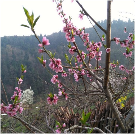 桃花故里农家乐看桃花68元包干