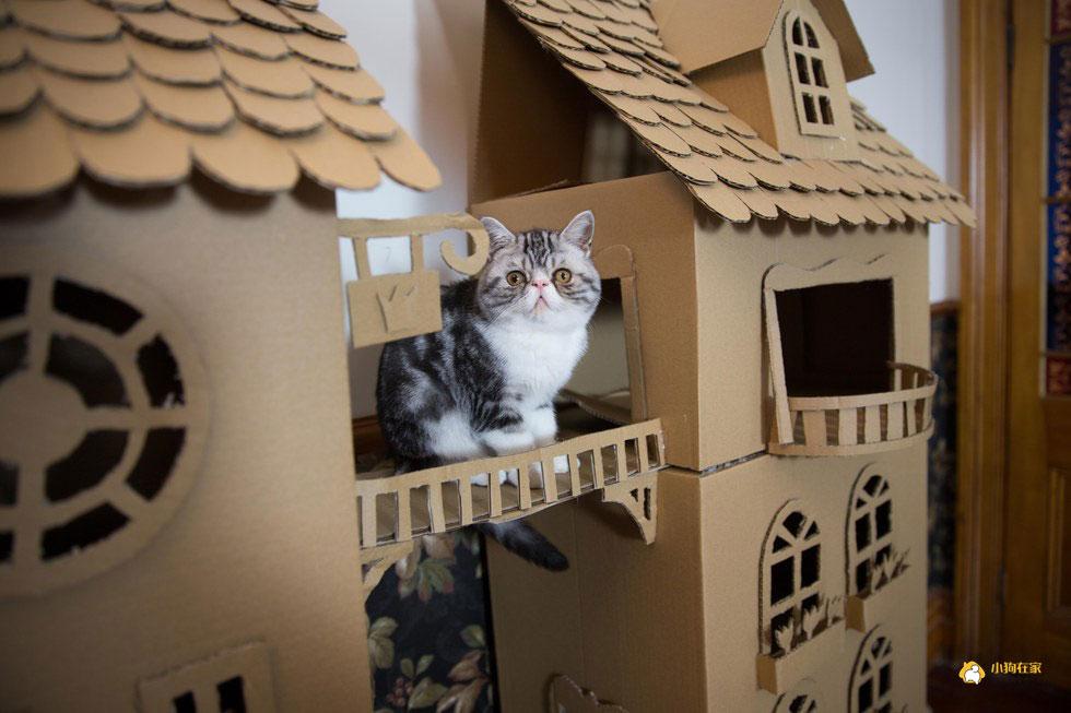 主人花5个小时 为猫咪打造豪华城堡