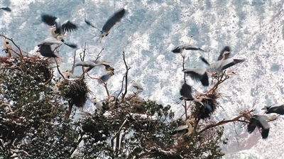 洛南周湾村民坚守护鸟传统数百年 岁岁苍鹭伴春来