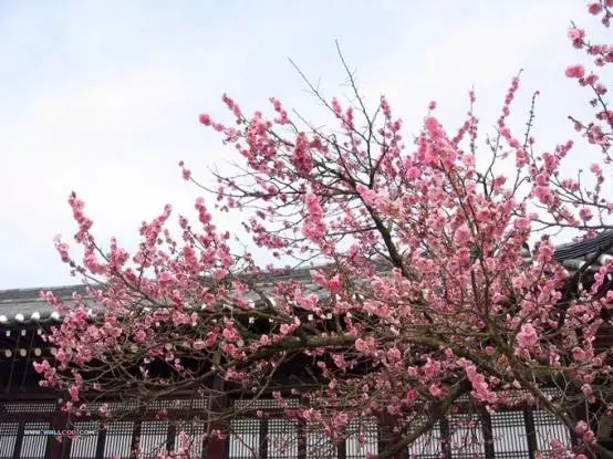 这个春天 在山西遇见桃花