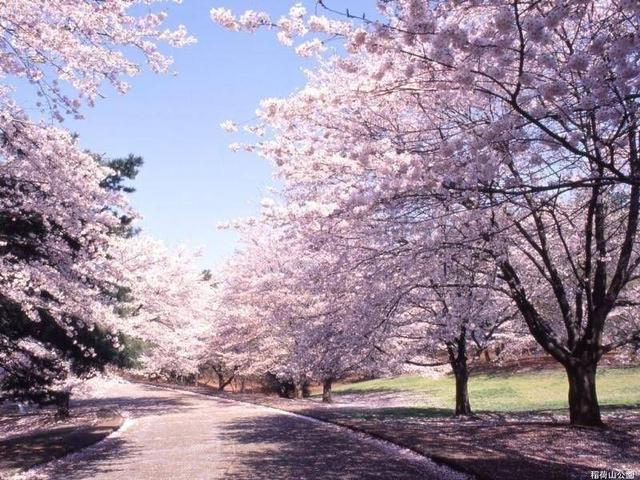 百万葵园里种植着6000多棵樱花树,约有十种品种,粉红,莹白,双色的,一